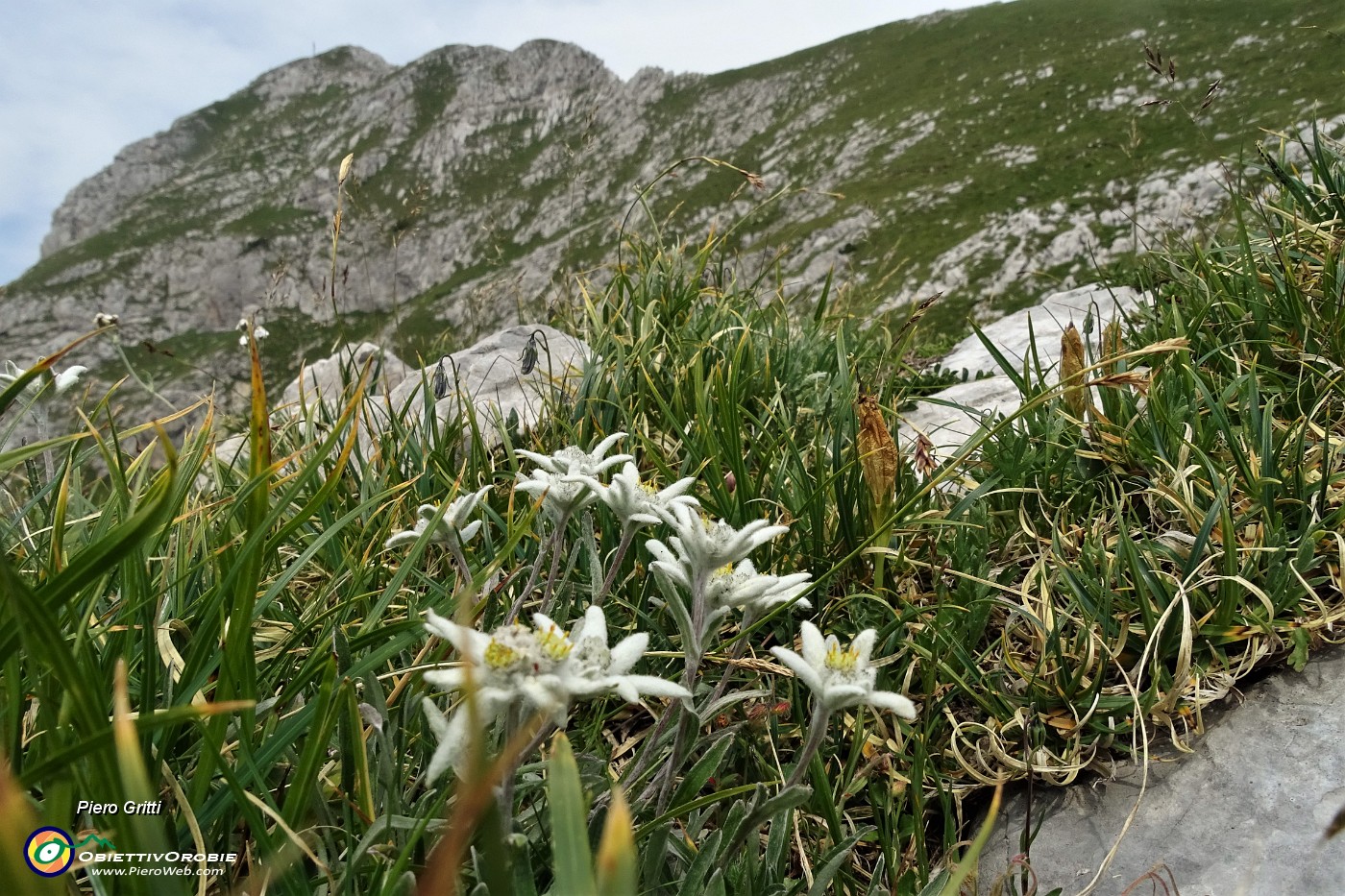 29 Camedrio alpino (Dryas octopetala) con vista in Corna Piana.JPG